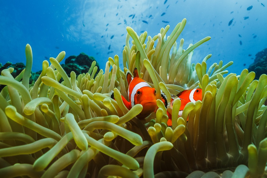 Cebu Fun Divers