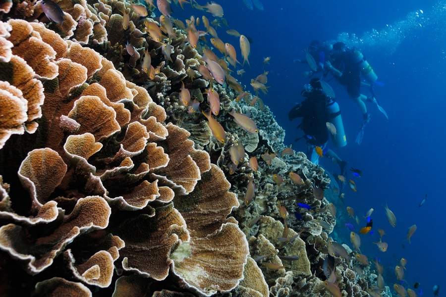 Cebu Fun Divers