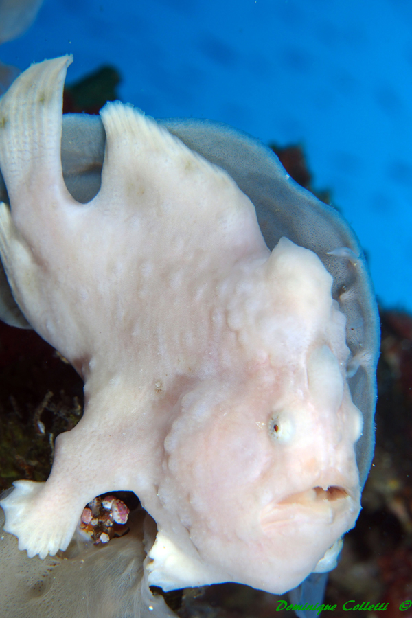 Devocean Divers Malapascua