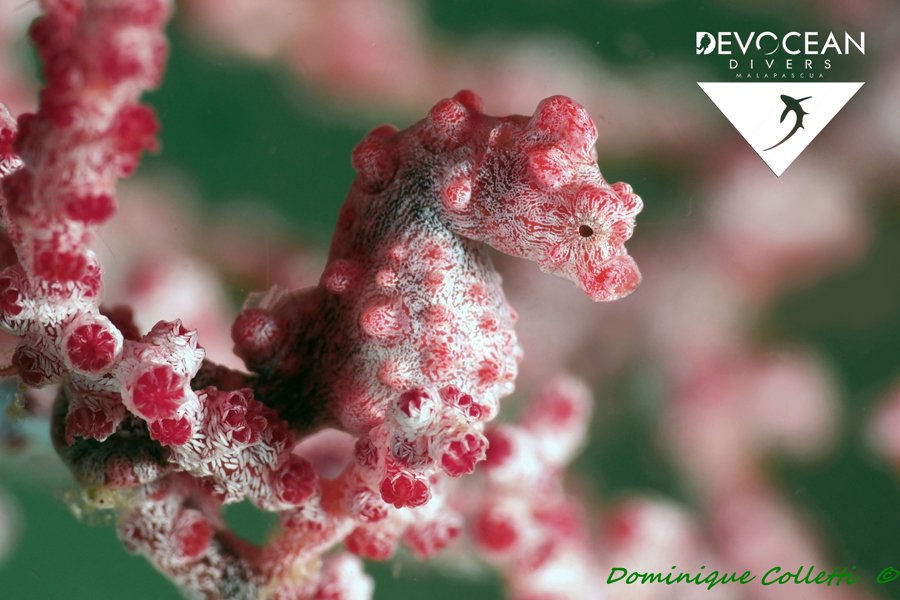 Devocean Divers Malapascua