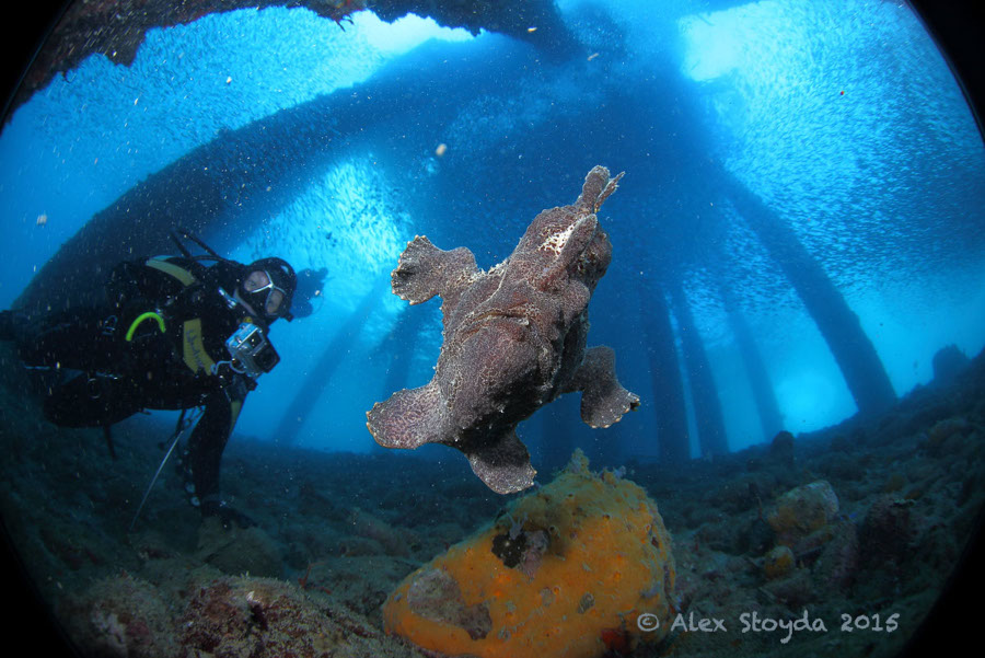 Easy Diving Sipalay