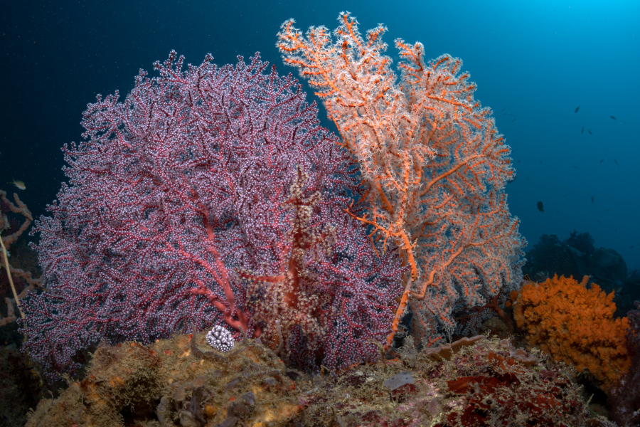 Easy Diving Sipalay