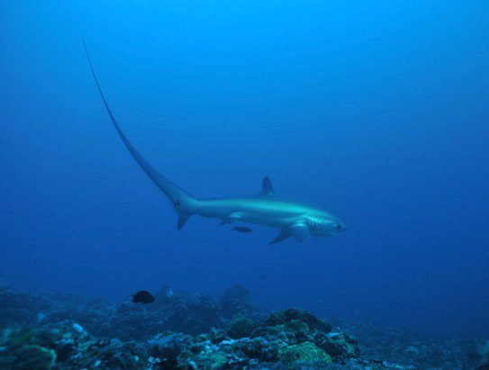 Malapascua Exotic Divers