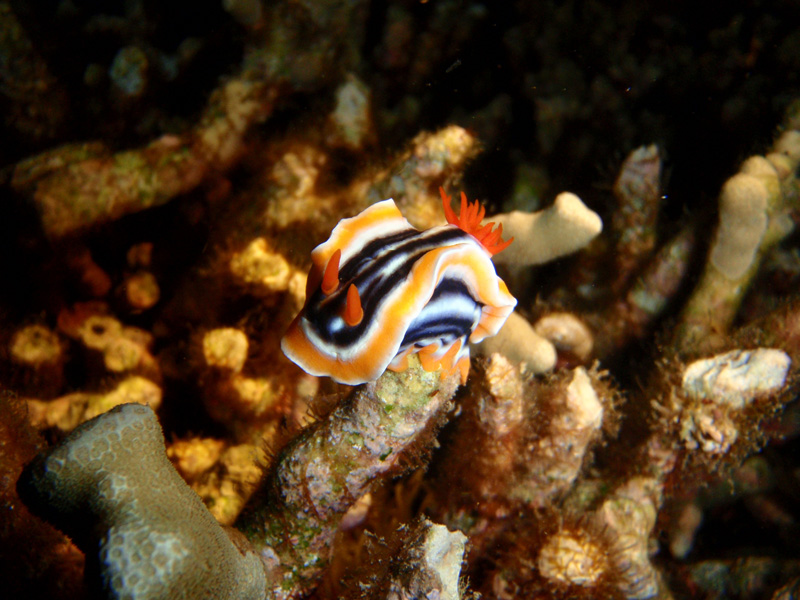 Malapascua Exotic Divers