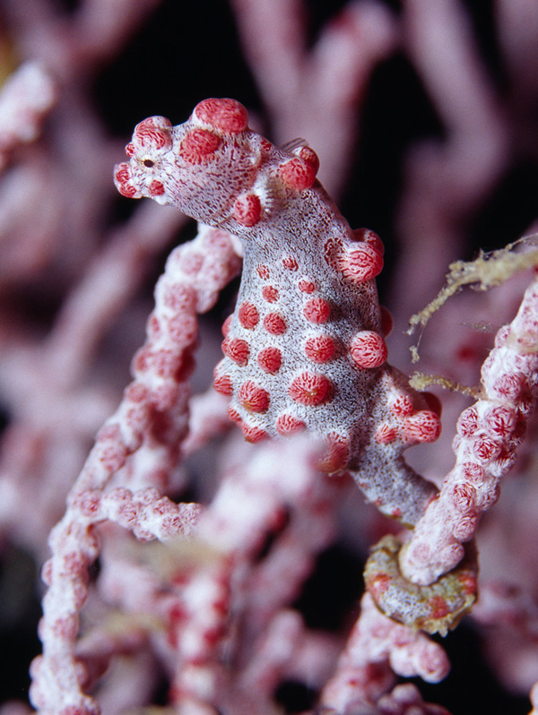 Malapascua Exotic Divers