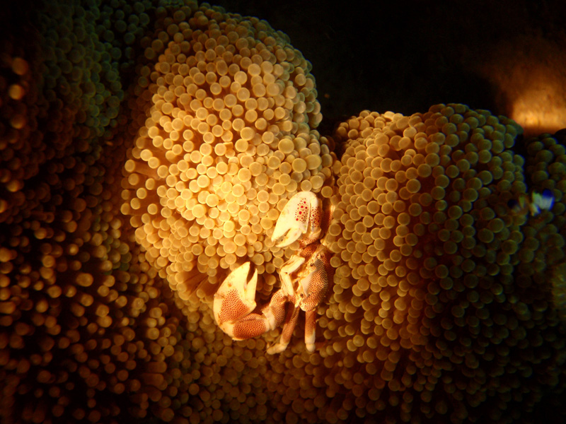 Malapascua Exotic Divers