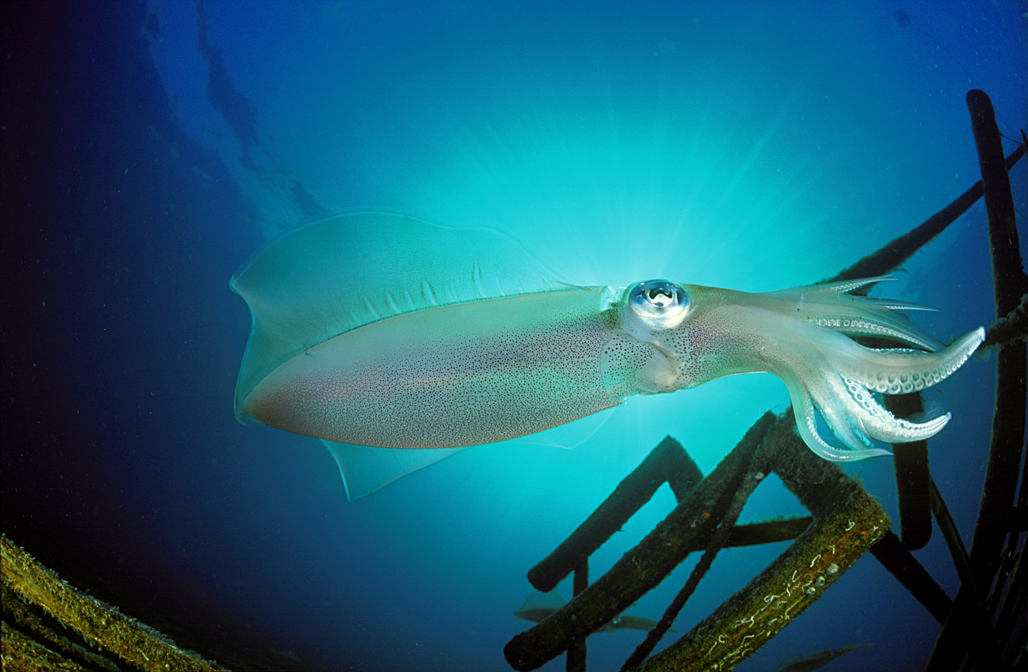 Malapascua Exotic Divers