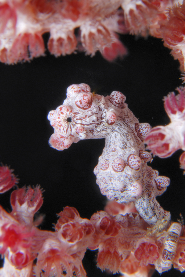 Polaris Dive Center