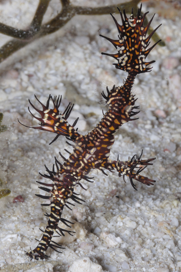 Polaris Dive Center