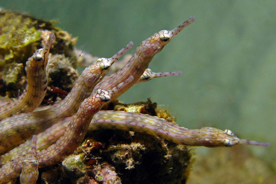 Sipaway Divers