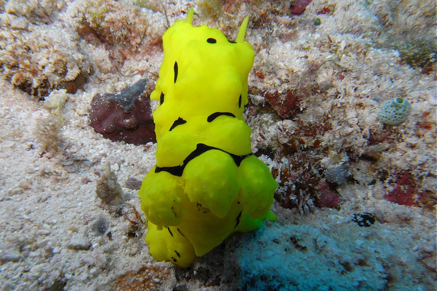 Sipaway Divers