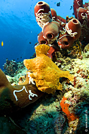 Sipaway Divers
