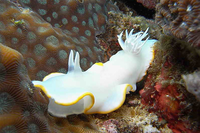 Sunset Dive Tauchbasis