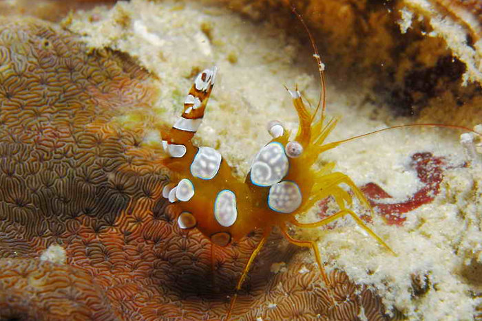 Sunset Dive Tauchbasis