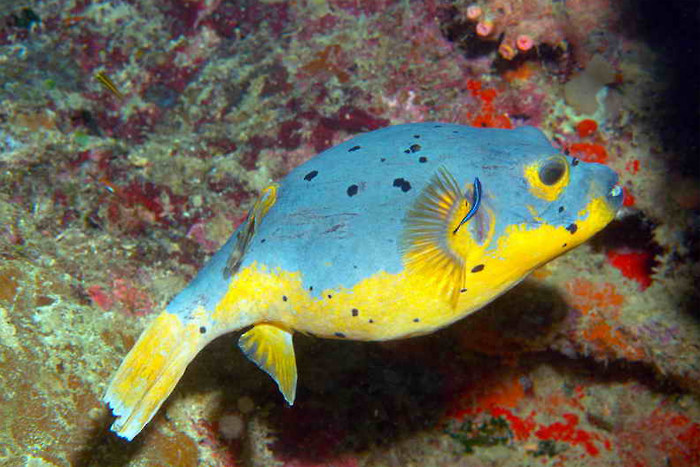 Sunset Dive Tauchbasis