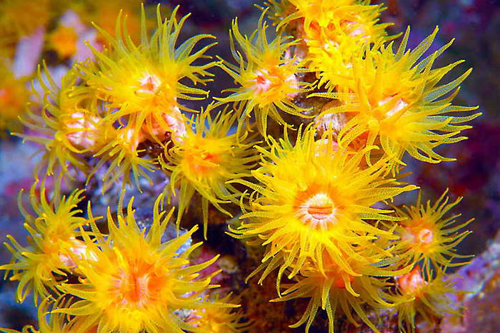 Sunset Dive Tauchbasis