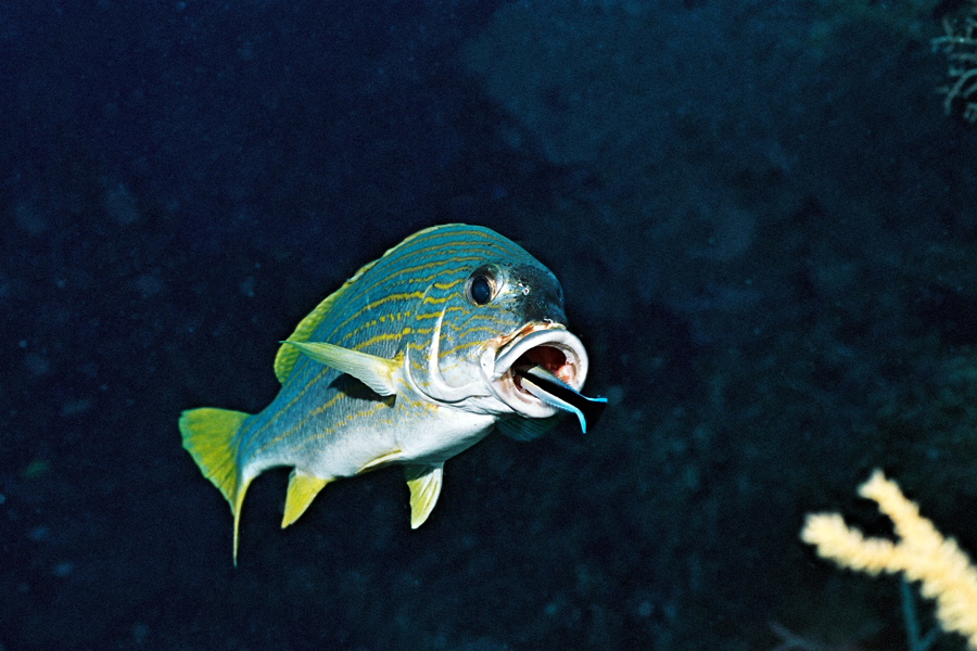 Lissenung Diving