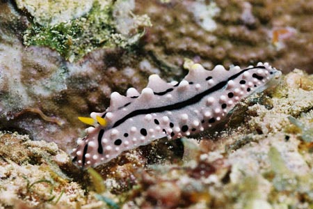Unterwasserwelt