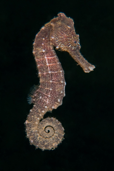 Tufi Dive