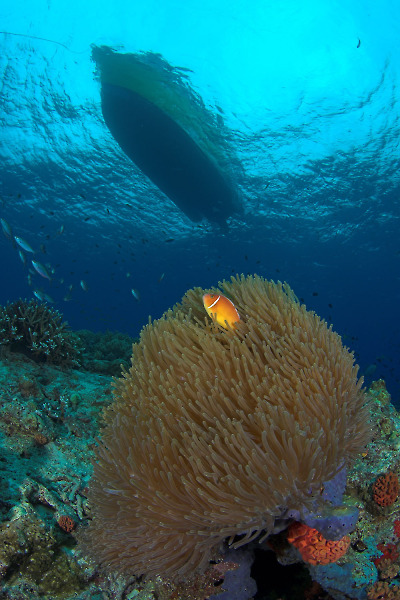 Tufi Dive