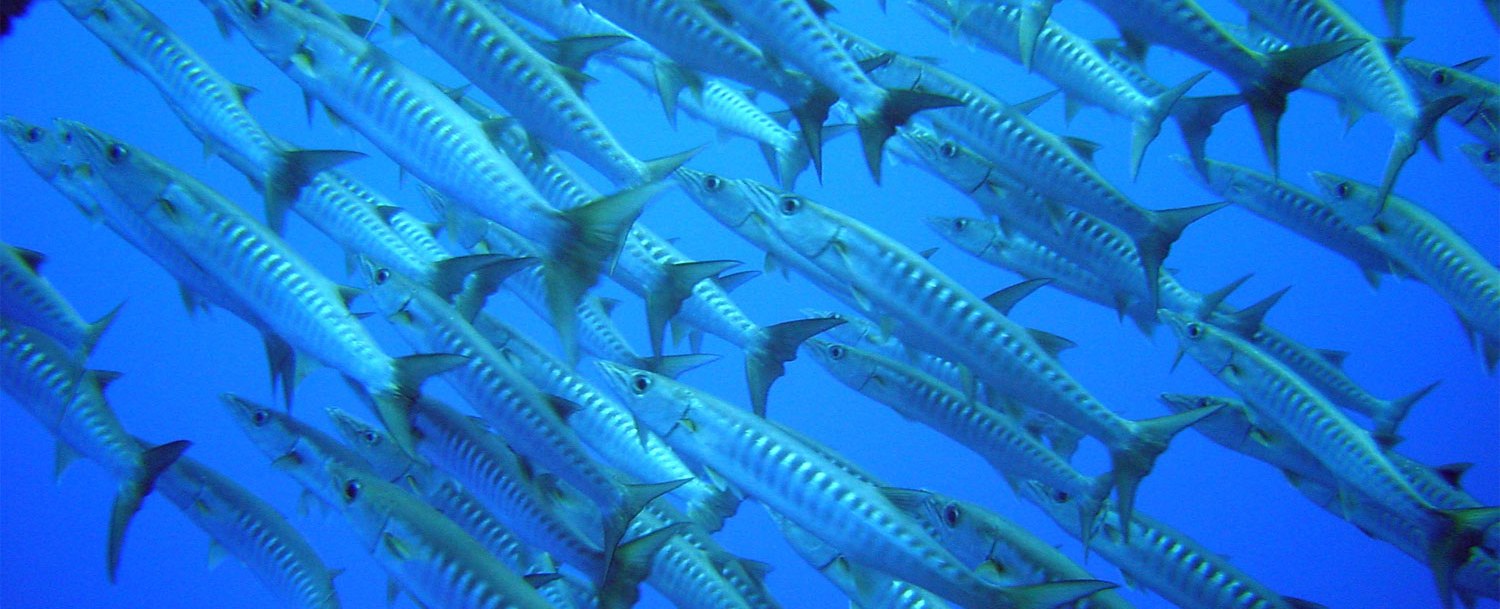 Waidroka Dive Center