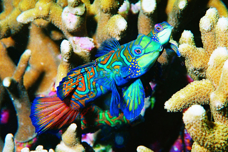 Mandarin© Sea Explorers