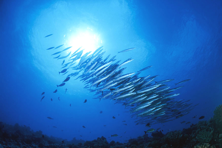 Top Dive