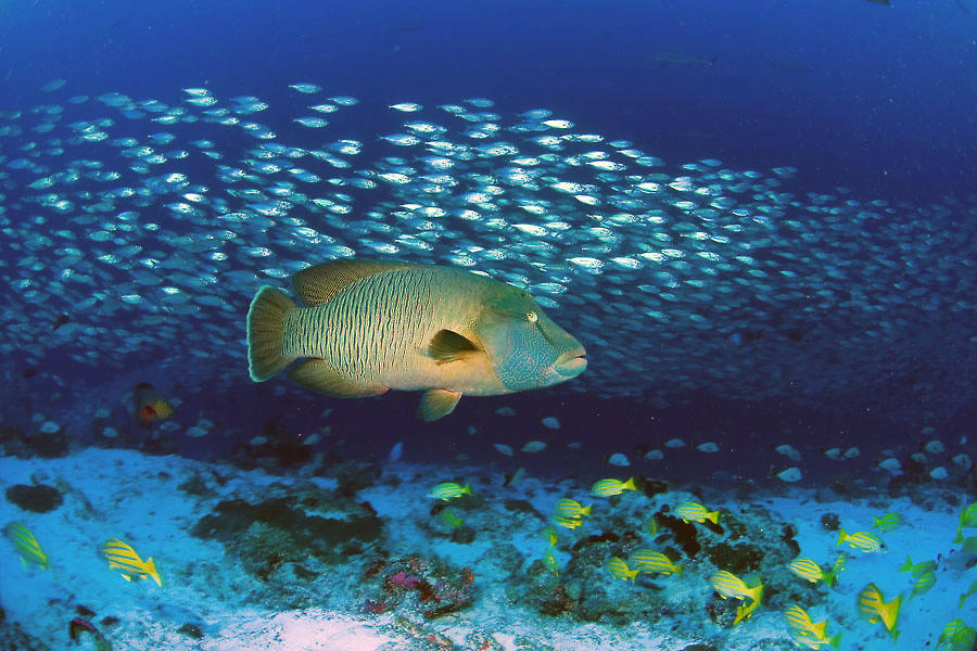 Top Dive