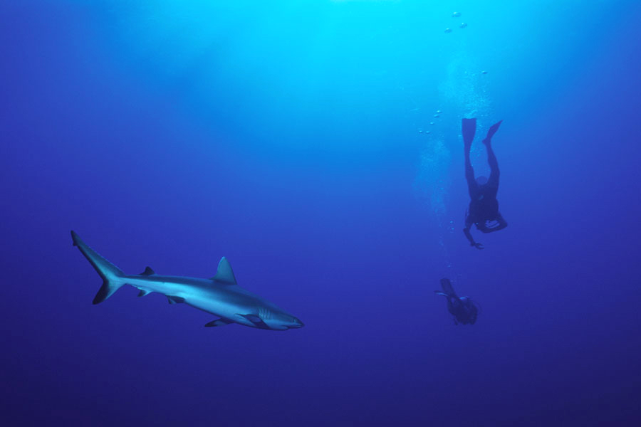 Top Dive