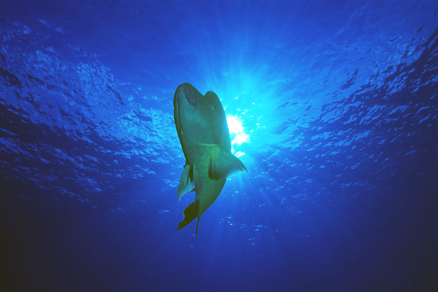 Top Dive