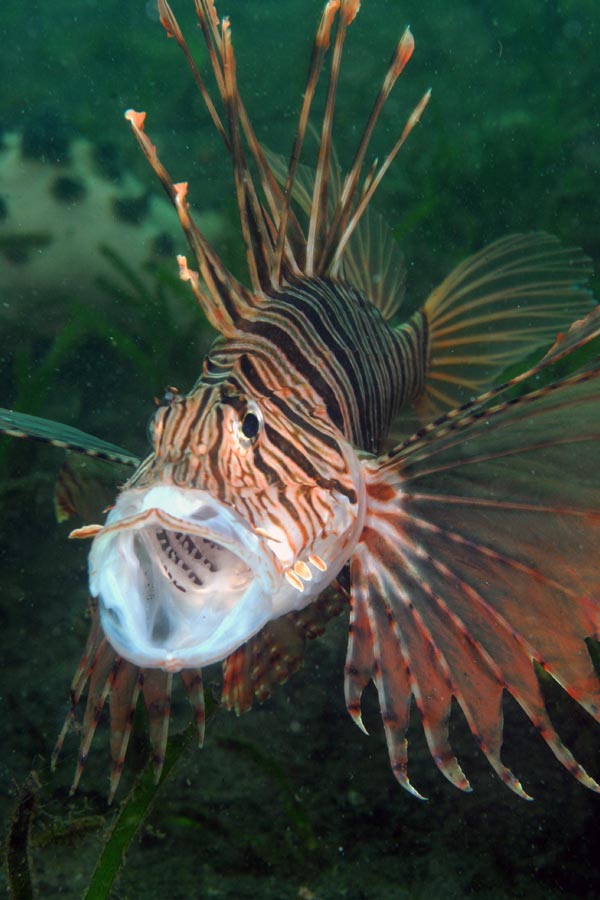 Werner Lau Diving Centers Matahari