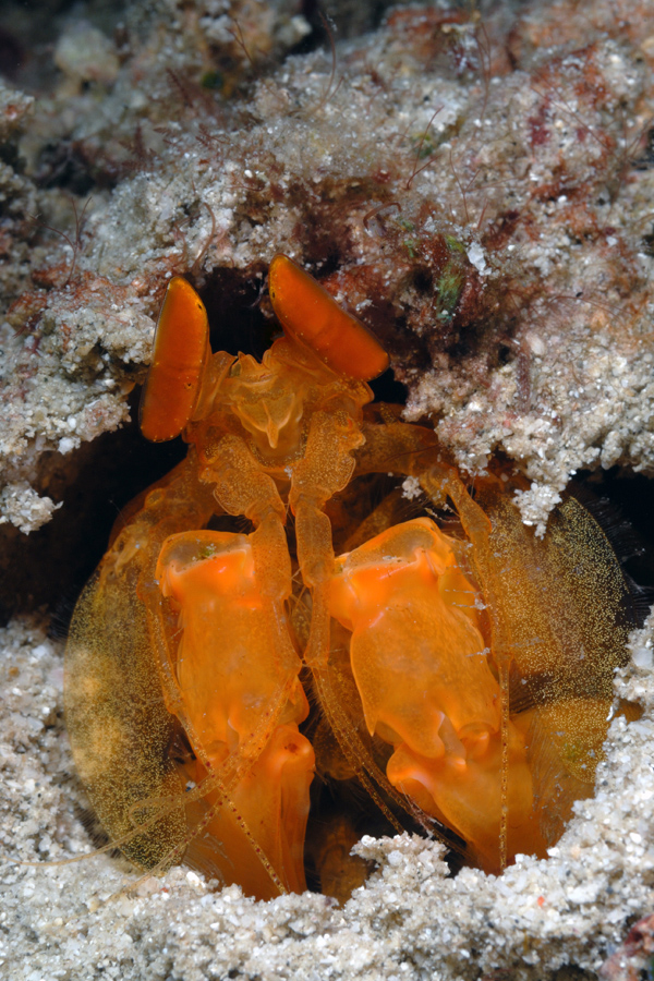 Werner Lau Diving Centers Matahari