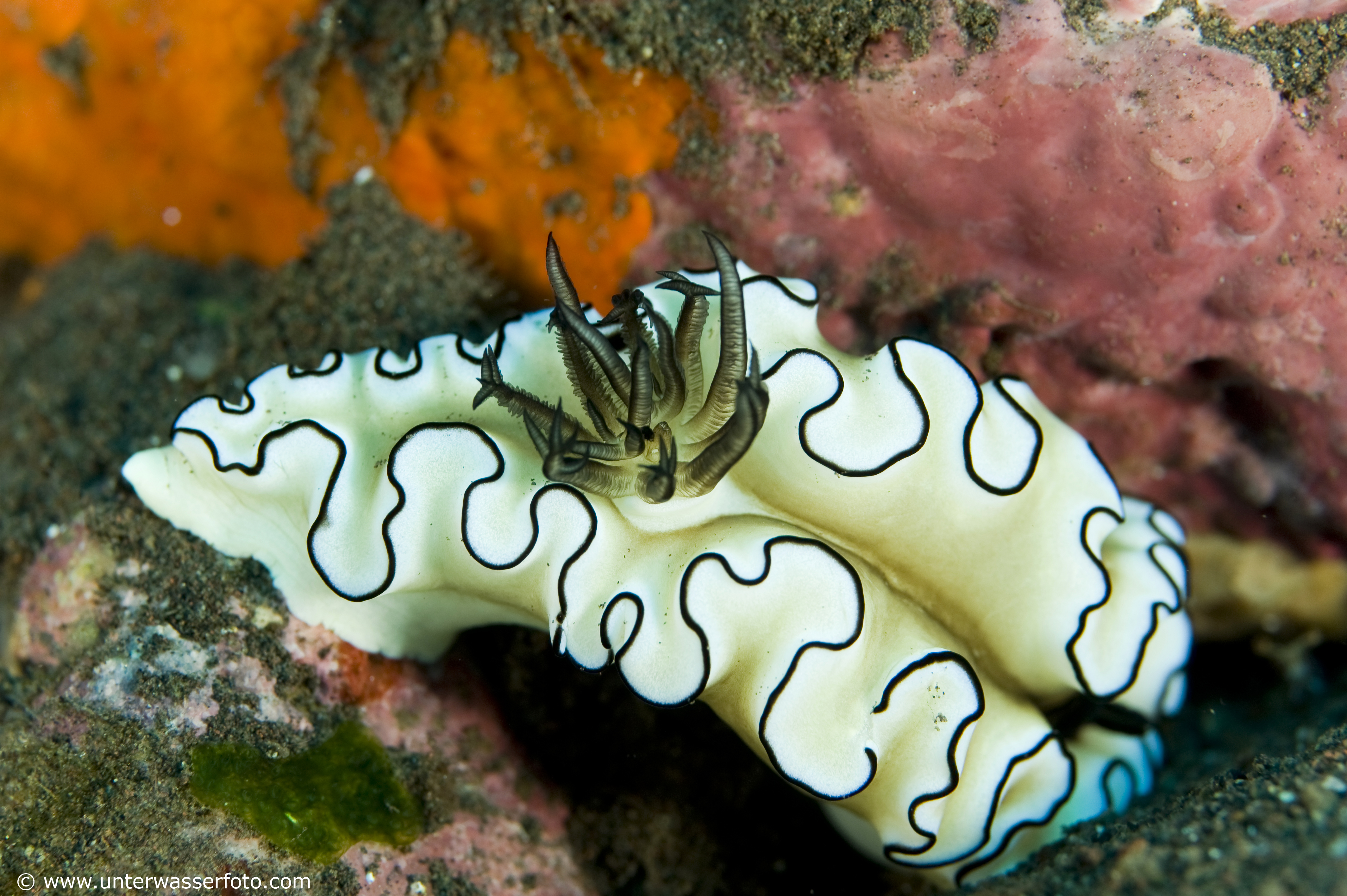 Werner Lau Diving Centers Alam Anda