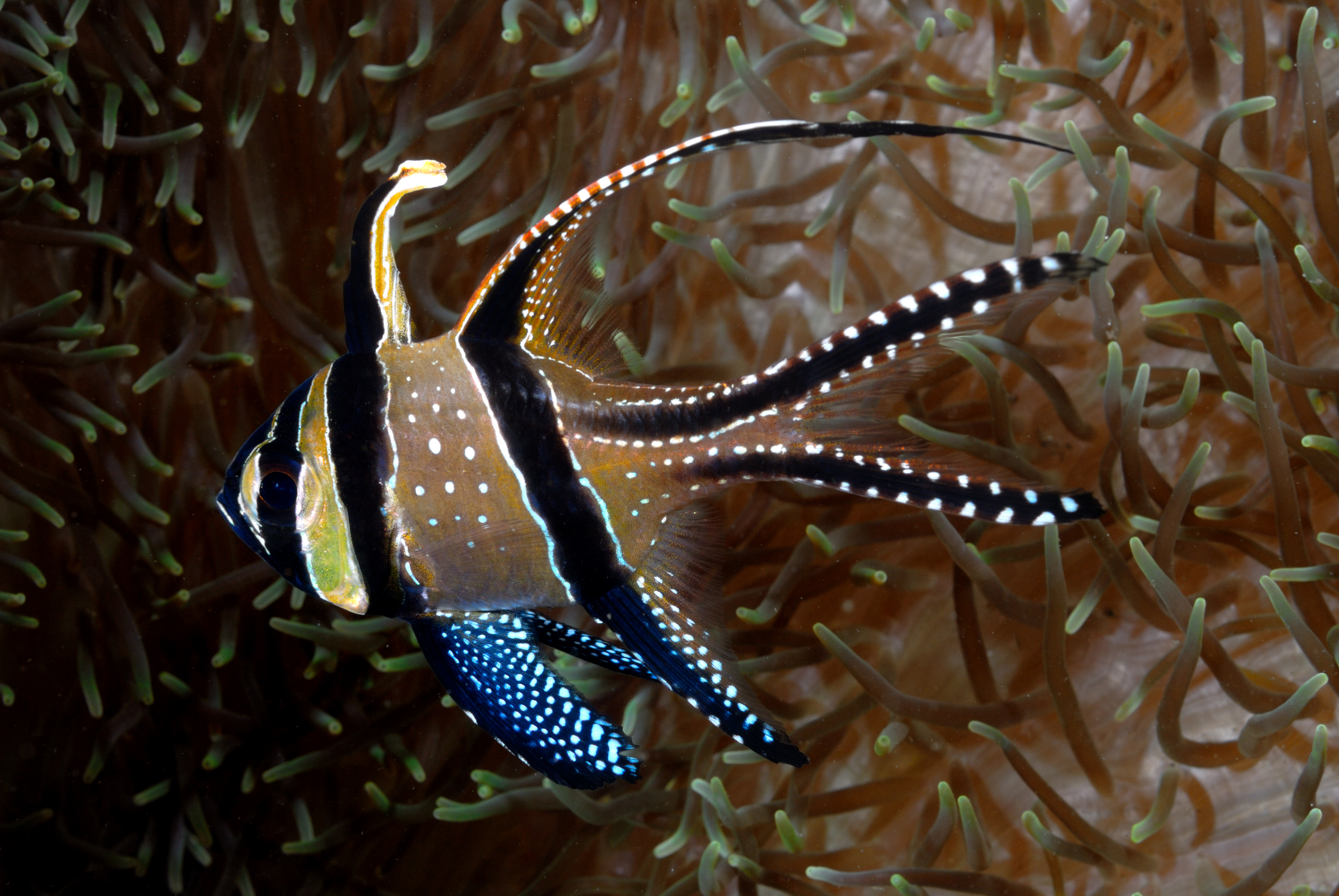 Werner Lau Diving Centers Alam Anda