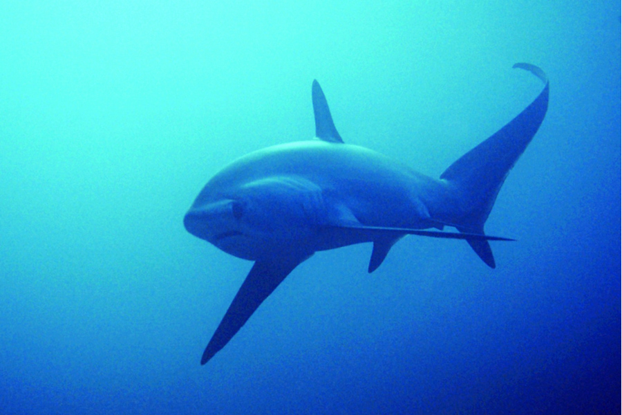 Thresher Shark© Sea Explorers