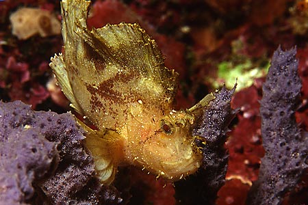 Schaukelfisch