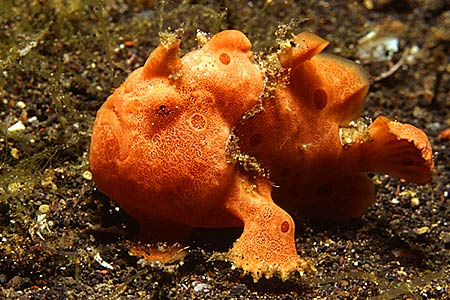 Anglerfisch