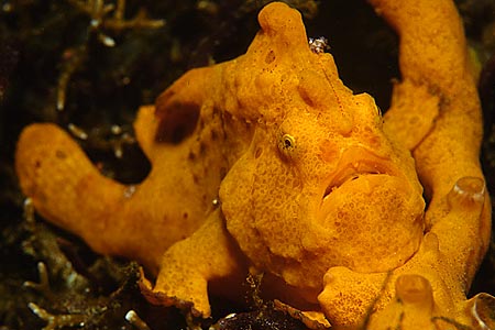 Anglerfisch