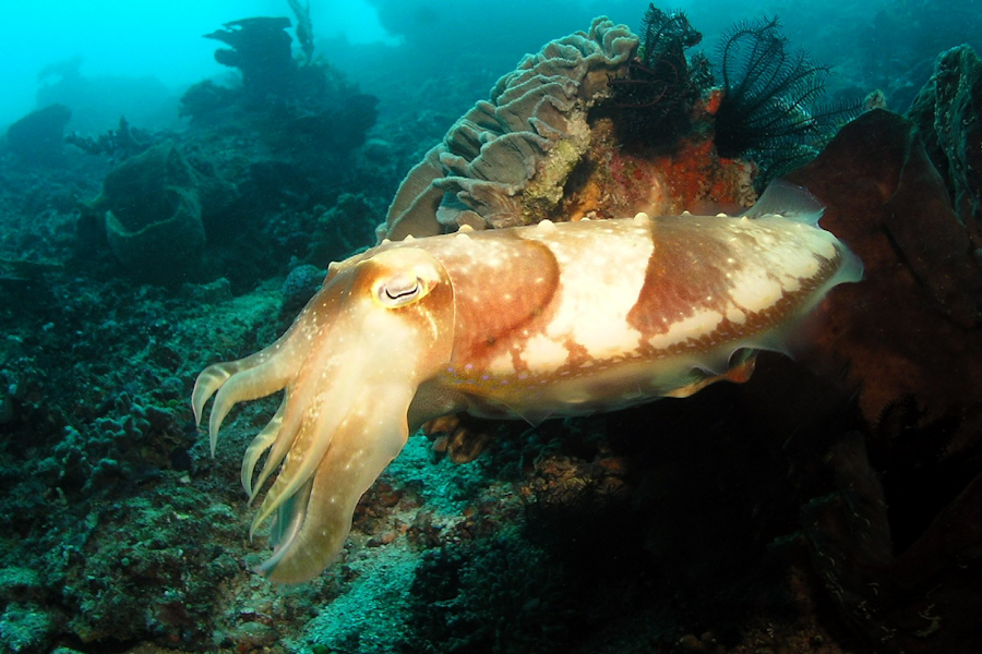 Kungkungan Divers