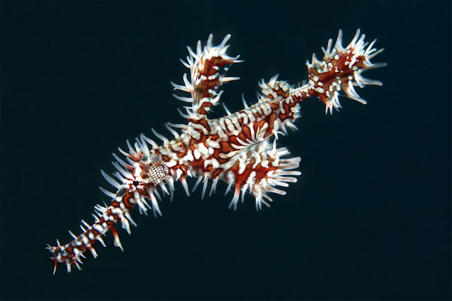 Kungkungan Divers