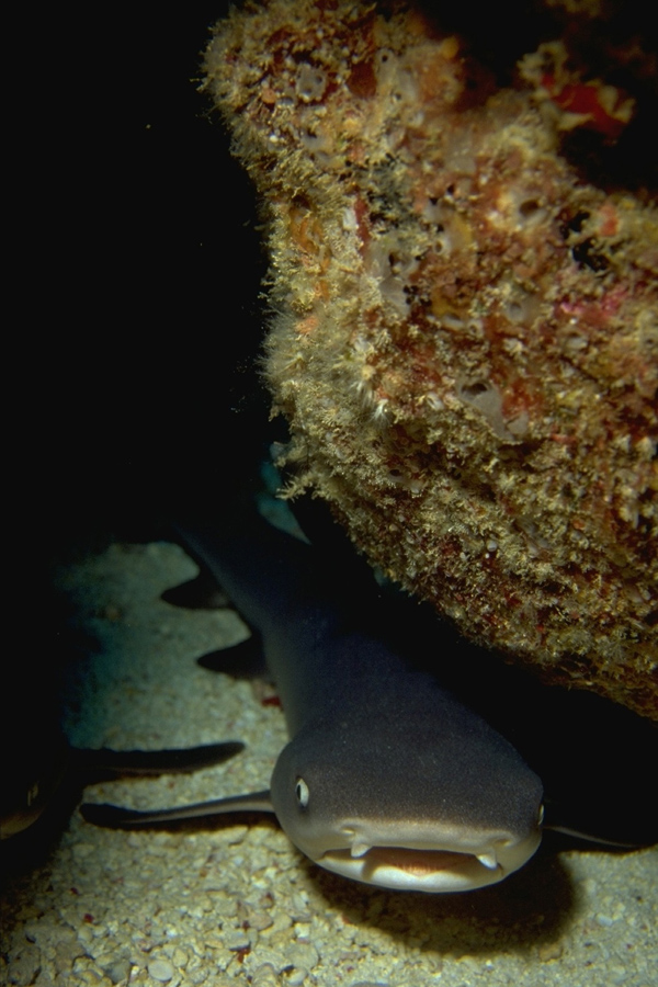 Lankayan Dive Center