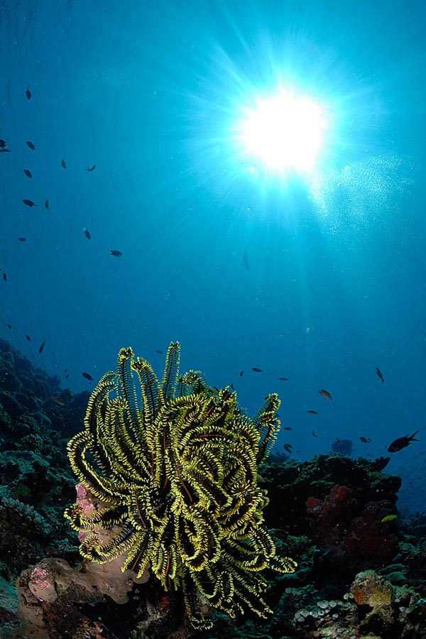 Lankayan Dive Center