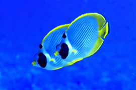 Layang Layang Dive Center