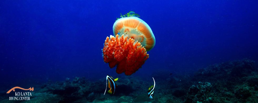 Koh Lanta Diving Center