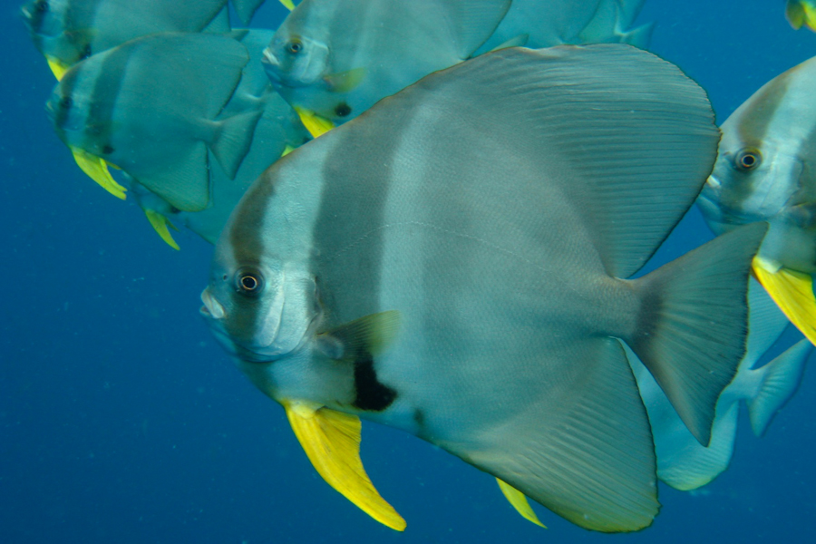 Dive Asia