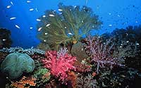 Uepi Dive Resort