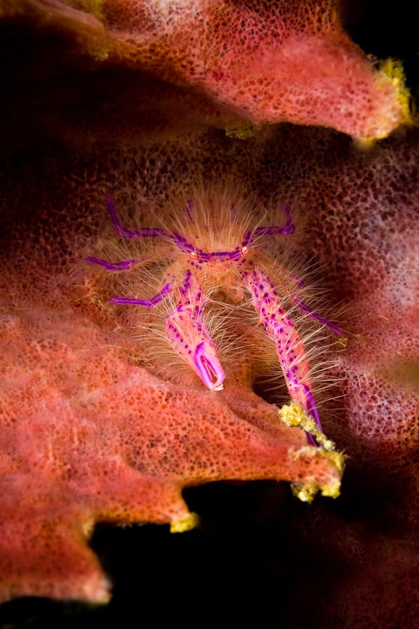 Uepi Dive Resort