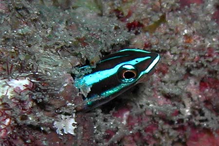 Schleimfisch