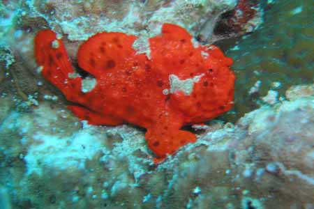 Kapalai Dive Center