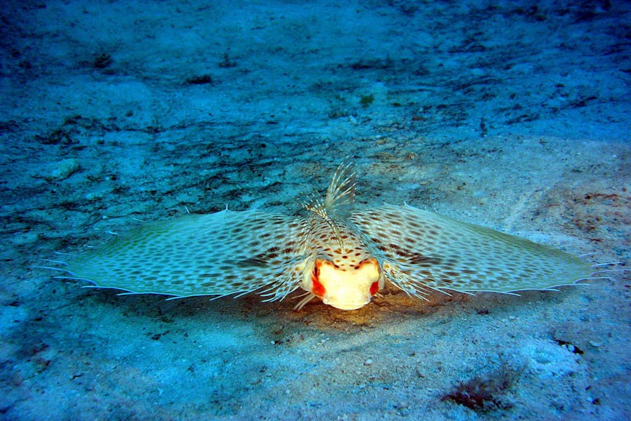 Werner Lau Medhufushi